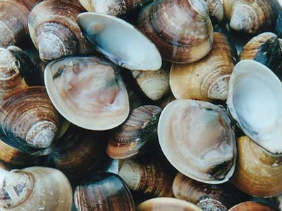 Τα παράνομα αλιεύματα τους έβαλαν σε μπελάδες